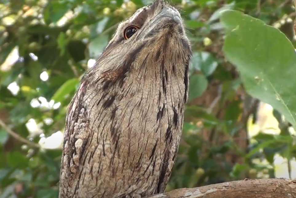 Lelkoun soví (podargus strigoides) tajemný noční pták austrálie