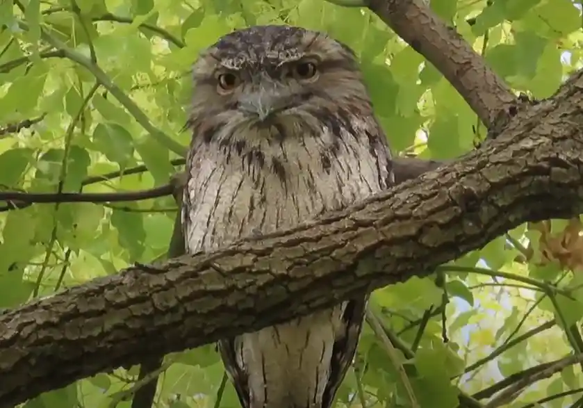 Lelkoun soví (podargus strigoides) anglicky tawny frogmouth