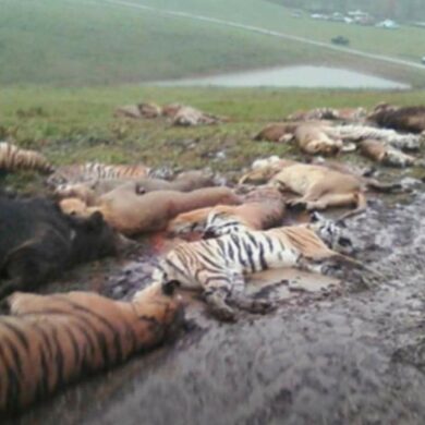 Masakr v exotických zvířat v usa