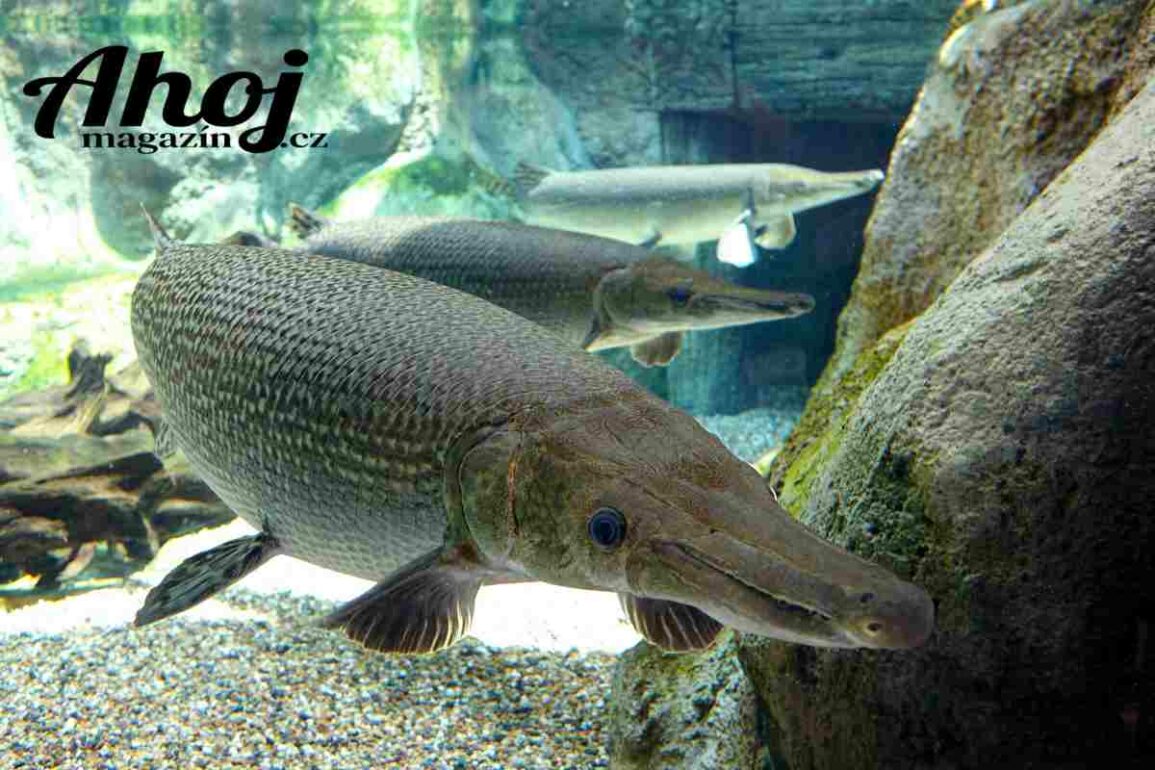 Kostlín obrovský (alligator gar) prehistorický obr severoamerických řek