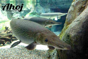 Kostlín obrovský (alligator gar) prehistorický obr severoamerických řek