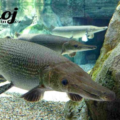 Kostlín obrovský (alligator gar) prehistorický obr severoamerických řek