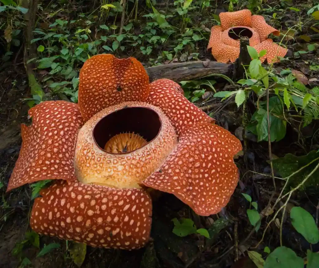 Rafflesia arnoldii
