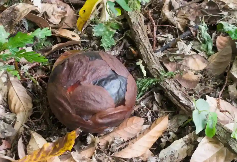 Takhle vypadá poupě rafflesie, předtím než vykvete