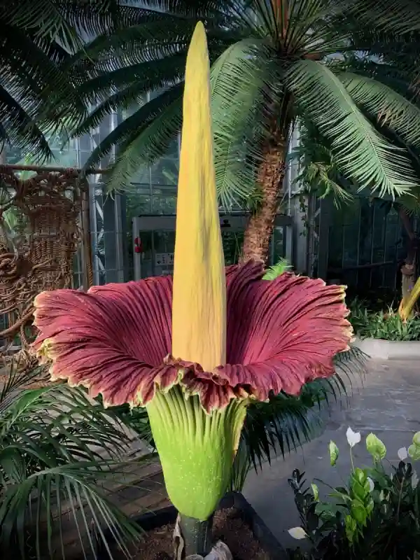 Amorphophallus titanum v botanické zahradě během kvetení, přitahující stovky návštěvníků.