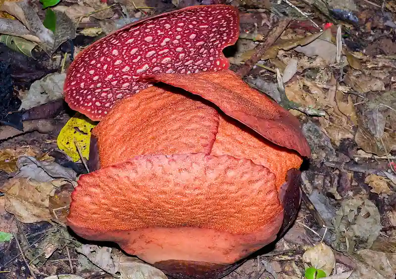 Rafflesie začíná kvést