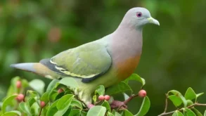 Barevný tropický holub samec