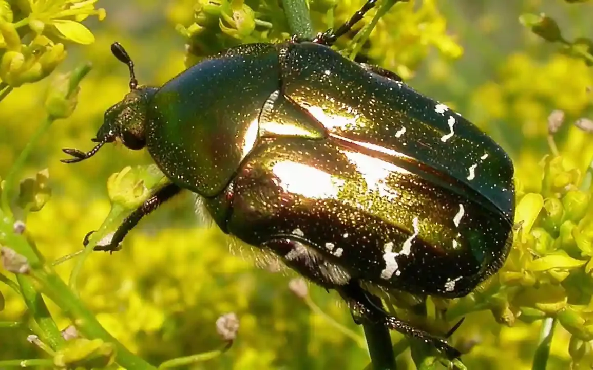 Český název zlatohlávek zlatý Latinský název Cetonia aurata