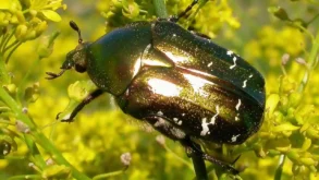 Český název zlatohlávek zlatý Latinský název Cetonia aurata