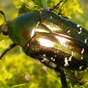 Český název zlatohlávek zlatý Latinský název Cetonia aurata