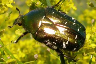 Český název zlatohlávek zlatý Latinský název Cetonia aurata