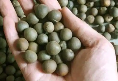 Porovnejte velikost semen čajovníku