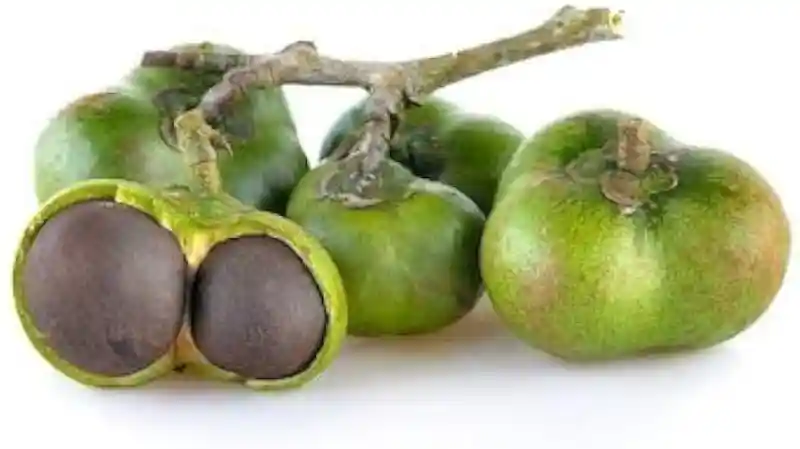 Semena čajovníku v tobolce