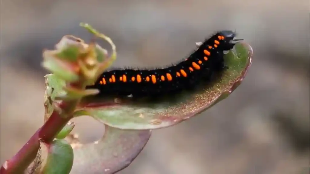 Jasoň červenooký housenka