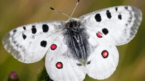 jasoň červenooký motýl