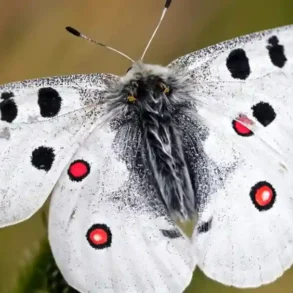 jasoň červenooký motýl