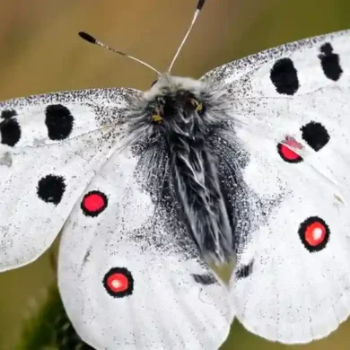 jasoň červenooký motýl